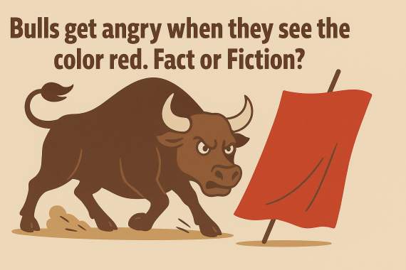 Banner for Fact or Fiction